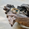 Salt and Pepper Diamond Cluster Ring